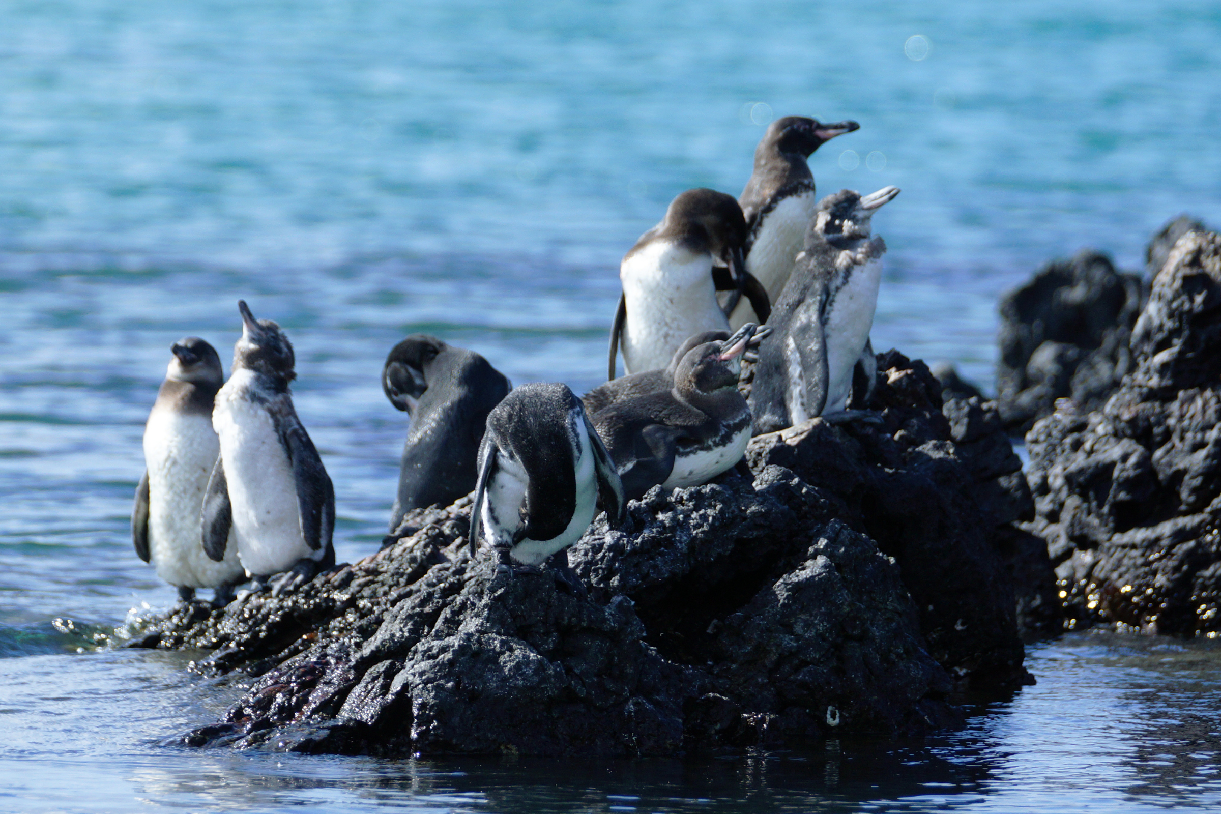 70 isabela island.webp